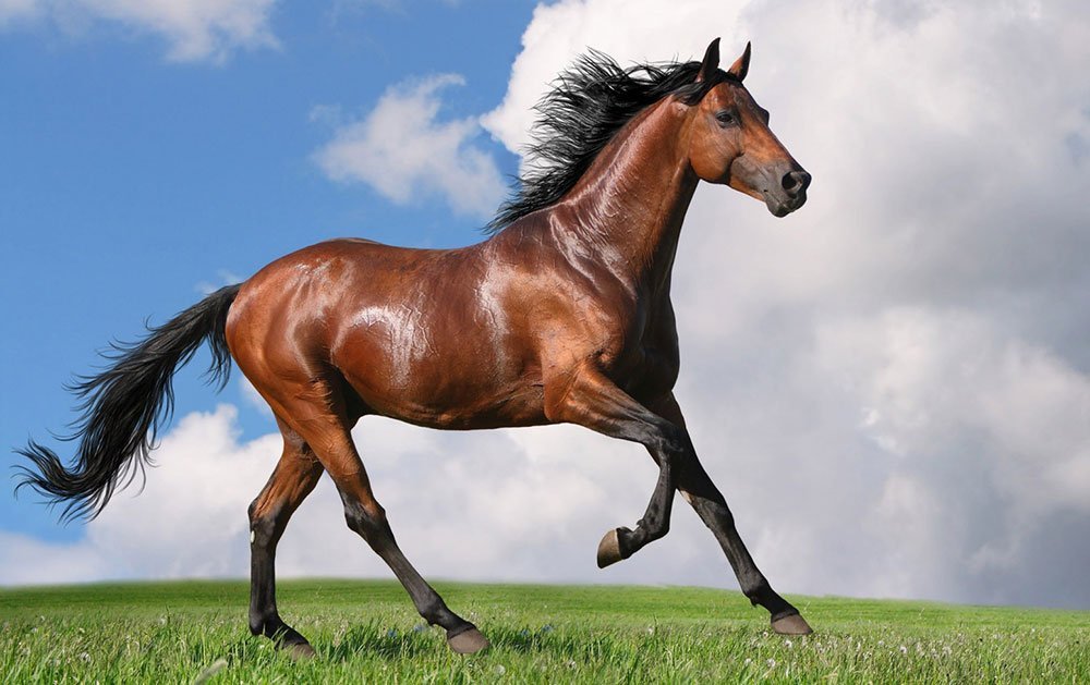 Il CAVALLO: conoscerlo, capirlo, imparare da lui, primo passo verso la comunicazione.
