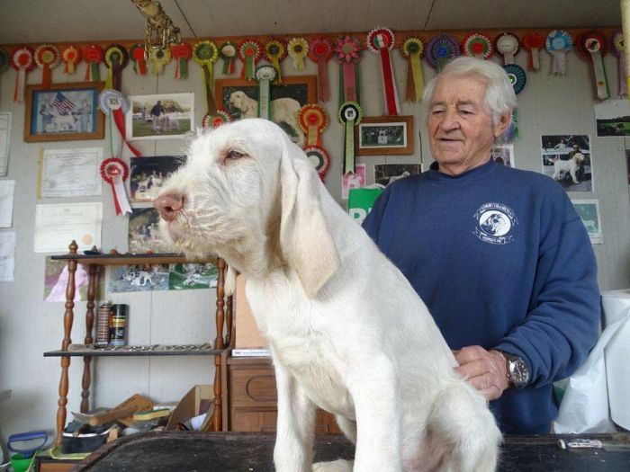 LO SPINONE ITALIANO