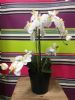 Orchidea